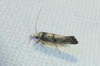 Paraswammerdamia nebulella