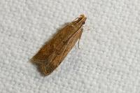 Helcystogramma lutatella