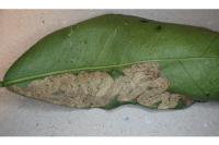 Phyllocnistis citrella