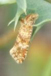 Aethes margarotana