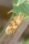 Aethes margarotana
