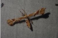 Cnaemidophorus rhododactylus