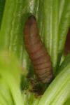 Mompha conturbatella