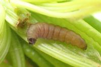 Mompha conturbatella