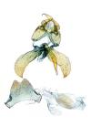 Scythris potentillella