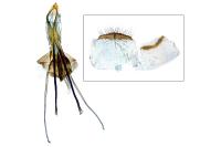 Incurvaria masculella