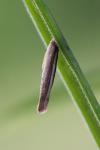Coleophora solitariella