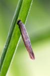 Coleophora solitariella