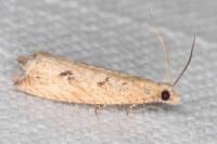 Bactra lancealana