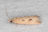 Bactra lancealana