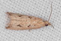 Bactra lancealana