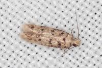 Bryotropha domestica