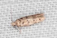 Bryotropha domestica
