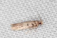 Bryotropha domestica