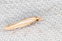 Coleophora helianthemella