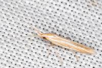 Coleophora helianthemella