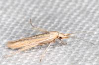 Coleophora helianthemella