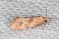 Cochylidia moguntiana
