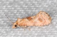 Cochylidia moguntiana