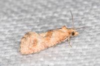 Cochylidia moguntiana