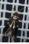 Ectoedemia