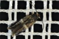Ectoedemia