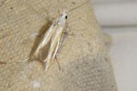 Coleophora