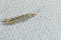 Coleophora