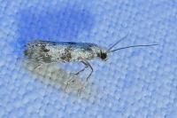 Scythropia crataegella