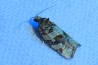 Argyrotaenia ljungiana