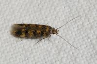 Bryotropha