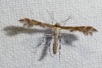 Oxyptilus