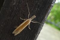 Pleurota aristella