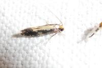 Monopis obviella