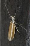 Pleurota aristella