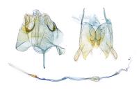 Nemapogon inconditellus