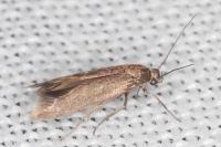 Scythris terrenella