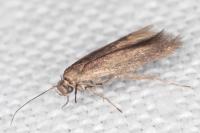 Scythris terrenella