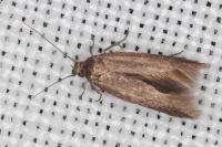 Scythris terrenella
