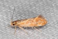 Metalampra italica