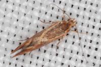 Metalampra italica