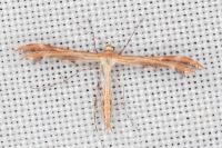 Oxyptilus distans