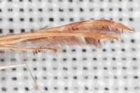 Oxyptilus distans