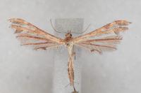 Oxyptilus distans