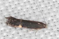 Aproaerema anthyllidella