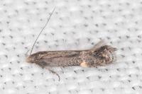Aproaerema anthyllidella