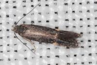 Aproaerema anthyllidella