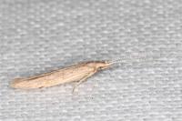 Coleophora sternipennella