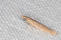 Coleophora sternipennella