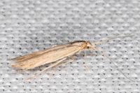 Coleophora sternipennella
